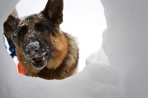 Avalanche_Rescue_Dog_Looking_A_6552172